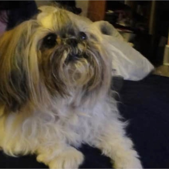 Hi! Thank you for visiting Shadowspond 😊😊😊 - Picture 15 of 16